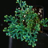Selaginella uncinata