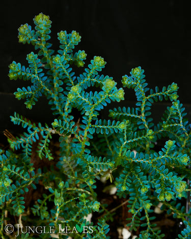 Selaginella uncinata