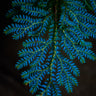 Selaginella willdenowii