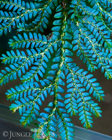 Selaginella willdenowii