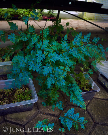 Selaginella willdenowii