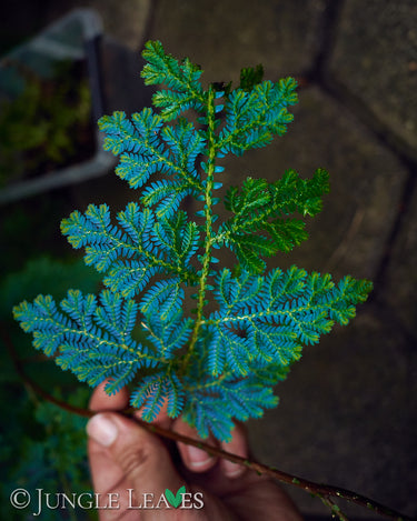 Selaginella willdenowii