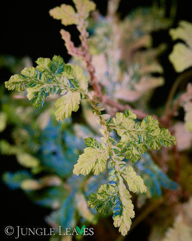 Selaginella willdenowii variegata