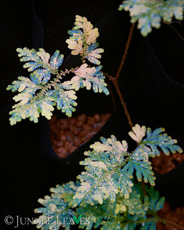 Selaginella willdenowii variegata