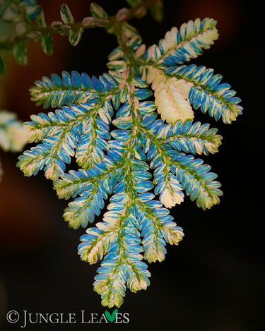Selaginella willdenowii variegata