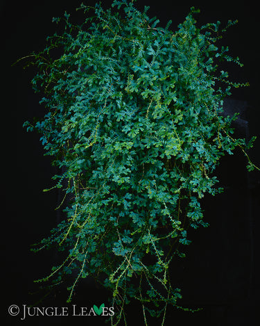 Selaginella uncinata