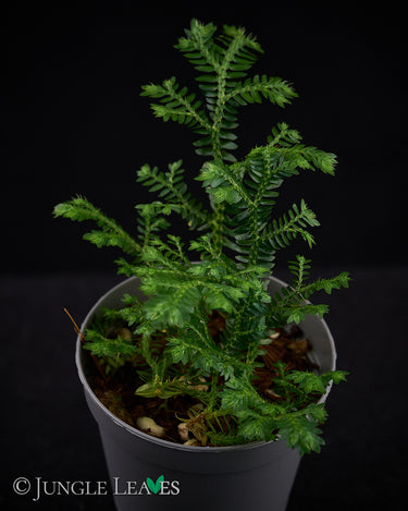 Selaginella cf. opaca