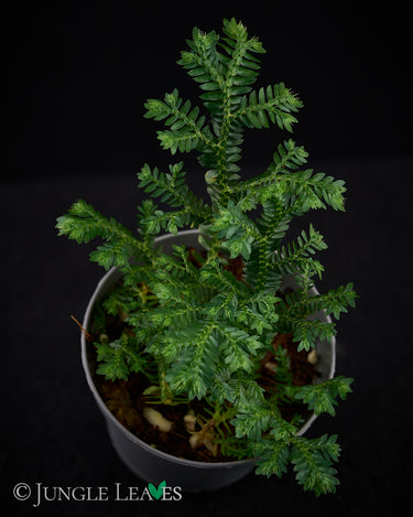 Selaginella cf. opaca