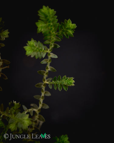 Selaginella sp. 'Singapore Garden'