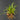 Sigmatostalix radicans