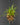 Sigmatostalix radicans