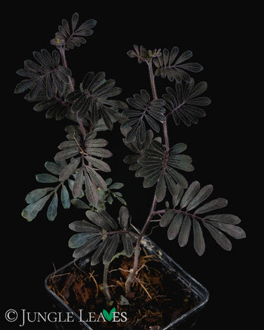 Solanum uleanum