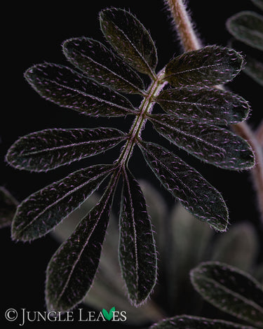 Solanum uleanum