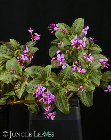 Sonerila sp. Vietnam