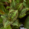 Sonerila sp. Vietnam