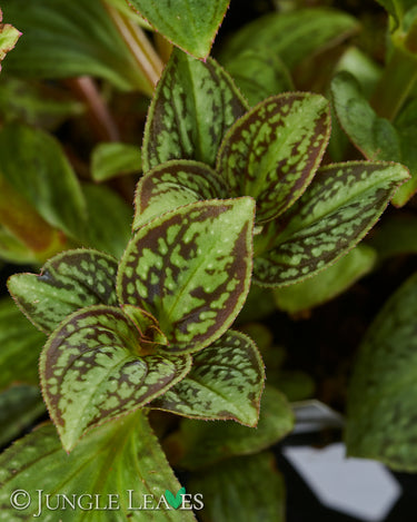 Sonerila sp. Vietnam