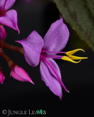 Sonerila sp. Vietnam