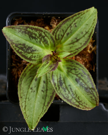 Sonerila sp. Vietnam