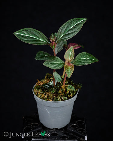 Sonerila sp. Fluo / Lightning