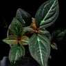 Sonerila sp. Fluo / Lightning