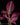 Sonerila sp. Fluo / Lightning