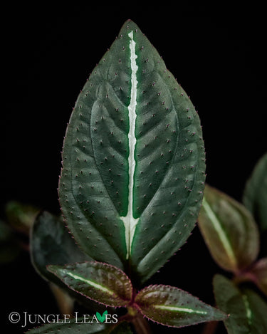 Sonerila sp. Fluo / Lightning