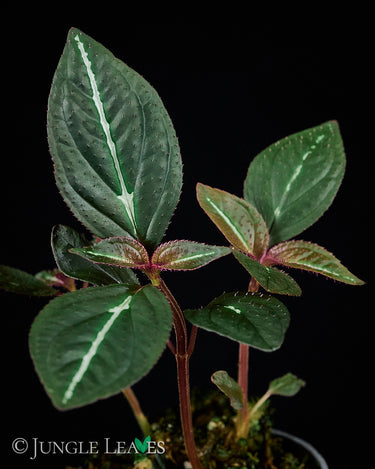 Sonerila sp. Fluo / Lightning