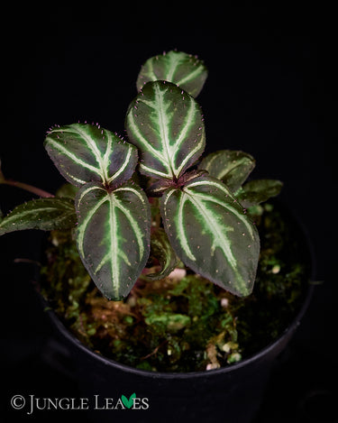 Sonerila sp. Sumatra