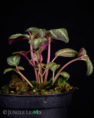 Sonerila sp. Sumatra