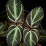 Sonerila sp. Sumatra