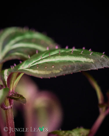 Sonerila sp. Sumatra