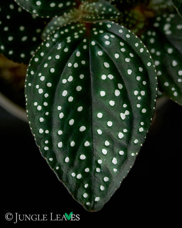 Sonerlia cf. margaritacea