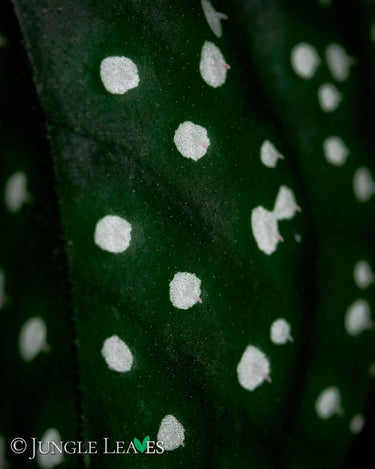Sonerlia cf. margaritacea