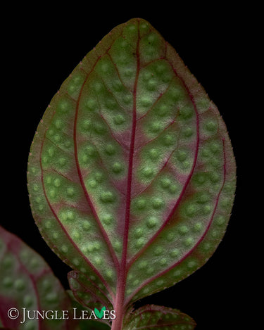 Sonerlia cf. margaritacea