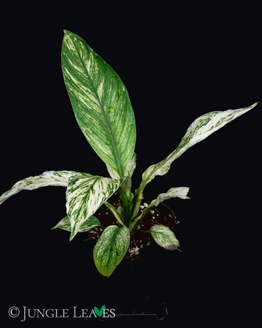 Spathiphyllym 'Sensation Variegata'