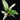 Spathiphyllym 'Sensation Variegata'