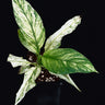 Spathiphyllym 'Sensation Variegata'