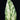 Spathiphyllym 'Sensation Variegata'