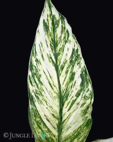 Spathiphyllym 'Sensation Variegata'