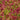 Sphagnum rubellum