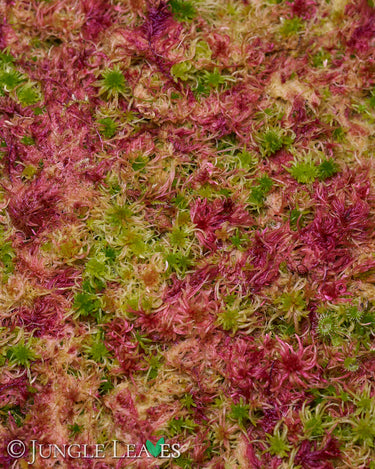 Sphagnum rubellum