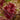 Sphagnum rubellum
