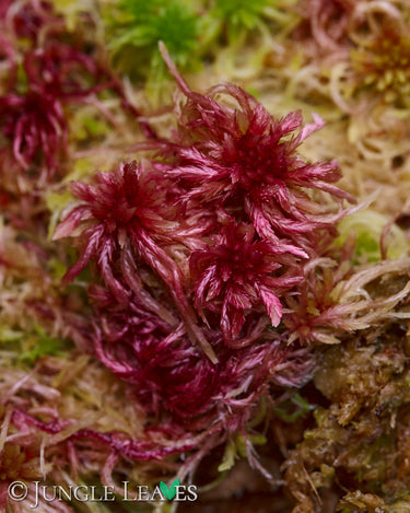 Sphagnum rubellum