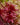Sphagnum rubellum