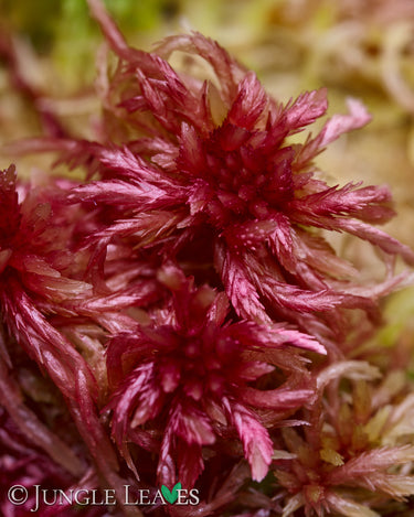Sphagnum rubellum
