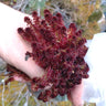 Sphagnum rubellum