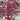 Sphagnum rubellum