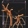 Spiderwood XS