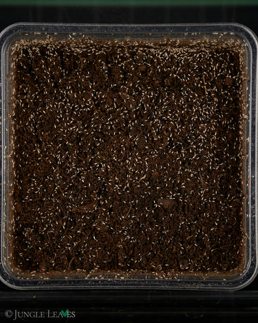 Tropical springtails (soil police for terrariums)