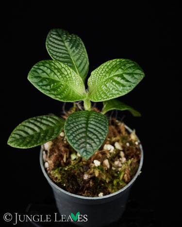 Streblosa bullata